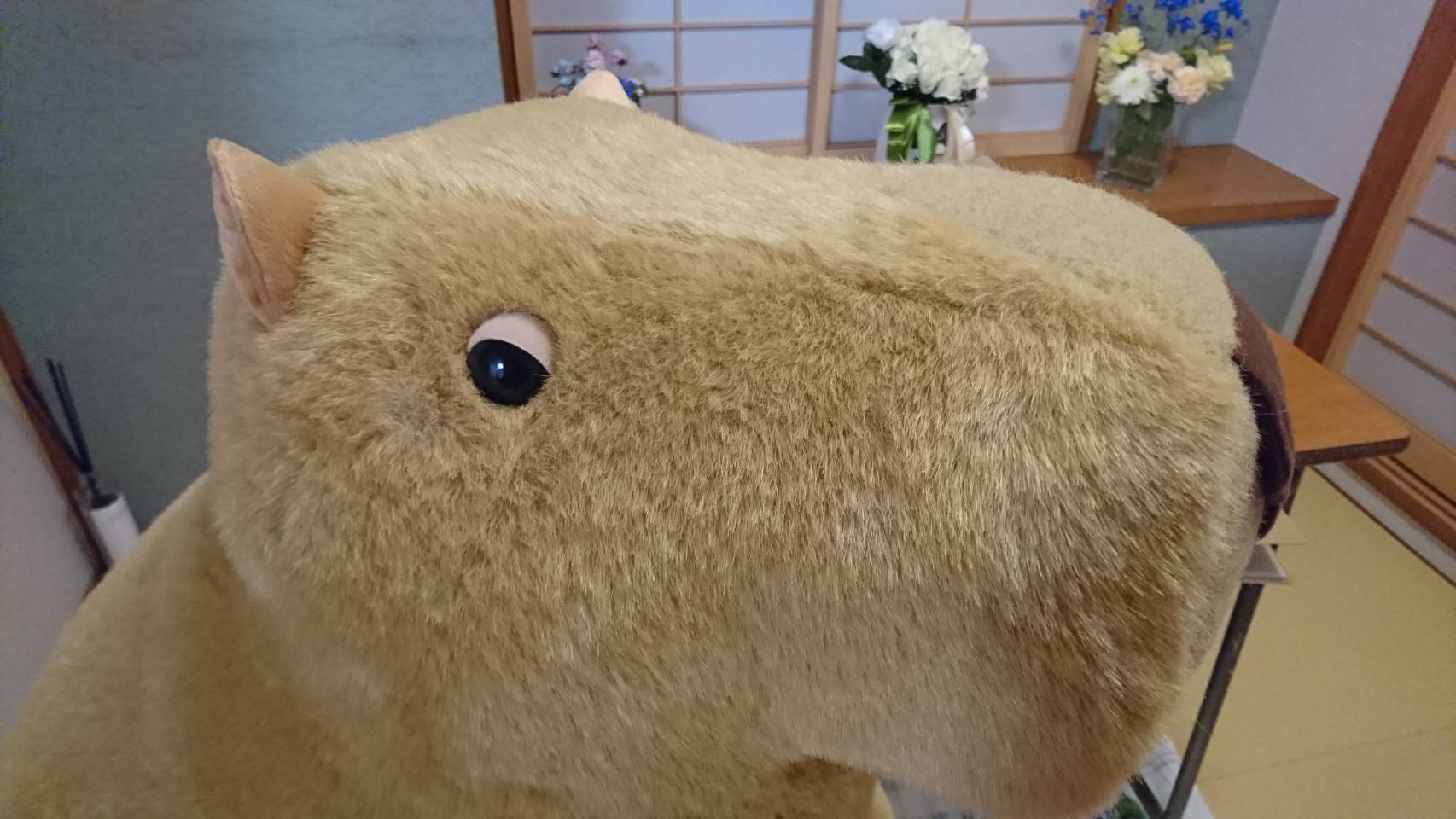 きゃしー